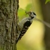 Strakapoud maly - Dendrocopos minor - Lesser Spotted Woodpecker 8969